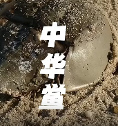 蓝血生物中华鲎