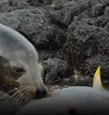 海狮团队合作捕获黄鳍金枪鱼