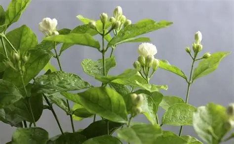 茉莉花