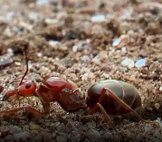 蚂蚁是如何成为液体黄金的蜜罐蚁