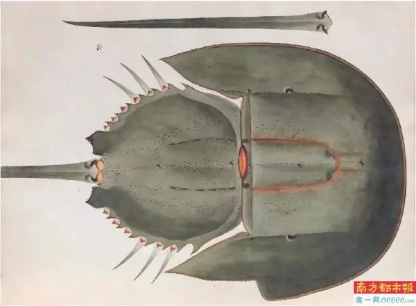 蓝血生物中华鲎