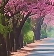 美丽的风景无处不在