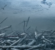 动物世界-勤劳的河狸