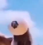 一是鹰明毁于一蛋