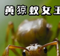 黄猄蚁蚁群的成长