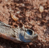 动物世界-延续生命