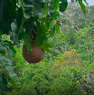 巴西坚果树顺利完成繁衍使命