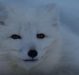 北极狐在极寒之地的艰苦生存之路