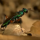 扁头泥蜂如何将蟑螂变为傀儡