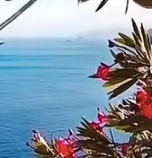 原唱来了-《珊瑚颂》