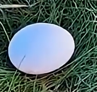 一世鹰名，毁于一蛋