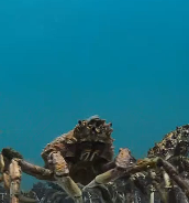 蜘蛛蟹大规模聚集