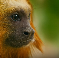 金头狮狨育娃不容易