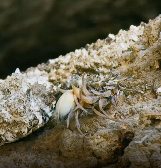 蝰蛇的尾巴如同蜘蛛形状