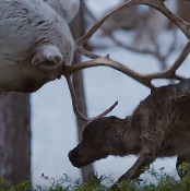 驯鹿初为母亲