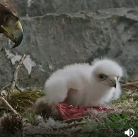 金雕面临生存竞争