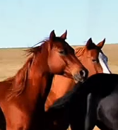 汉宛之战-日利纳