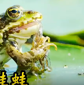 为了不让孩子受苦，牛蛙妈妈就把它吃了
