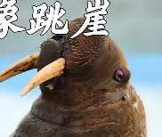 海象的生存困境