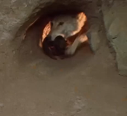 幼狼们的童年无忧无虑？