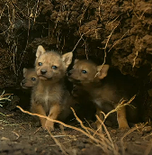 蚂蚁大军进攻胡狼幼崽的巢穴