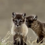 北极狐夫妇养育10只幼崽，是谁都会崩溃
