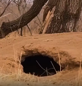 平头哥被一群鬣狗围攻