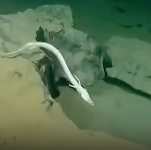 搞笑动物解说-洞螈