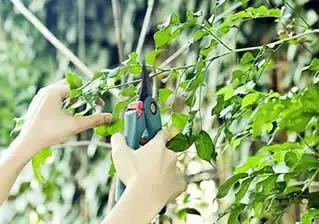 高手教你四季剪树技巧