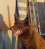 影片介绍-红犬历险记