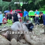 大象妈妈为了救孩子