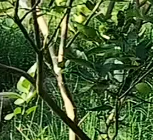 高手教你四季剪树技巧