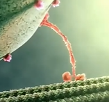 人体奥秘-驱动蛋白