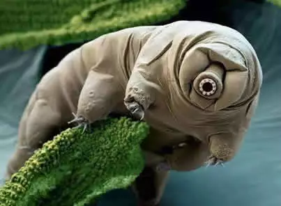 地表最难杀死的生物-水熊虫