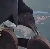 过年返程的雄鹰