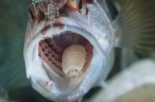 海洋寄生虫之：舌头鱼虱